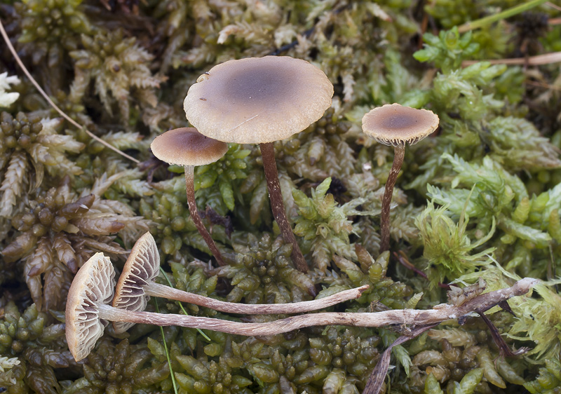 Hypholoma udum